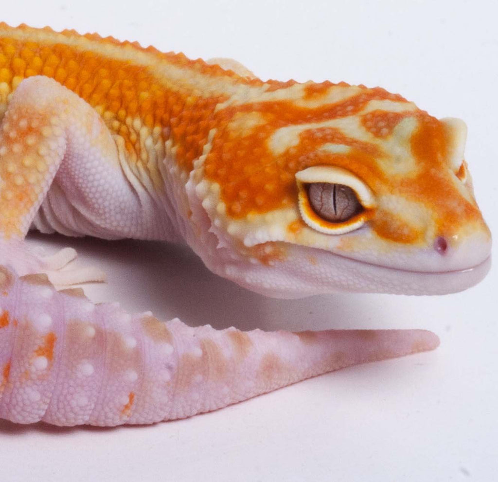 White and Yellow leopard gecko