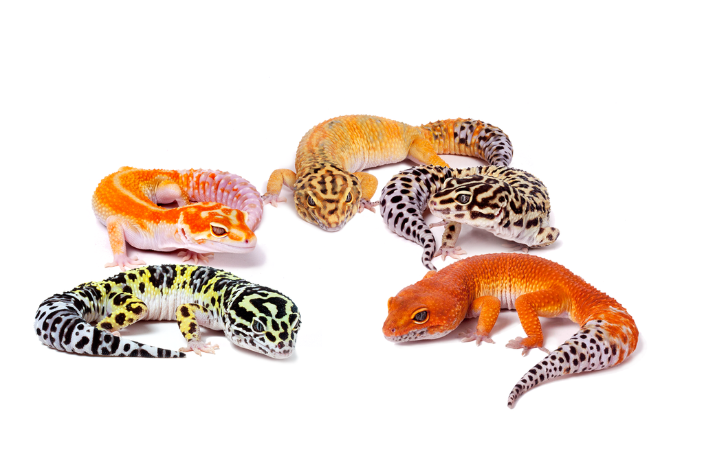Examples of leopard geckos for sale at Gecko Daddy