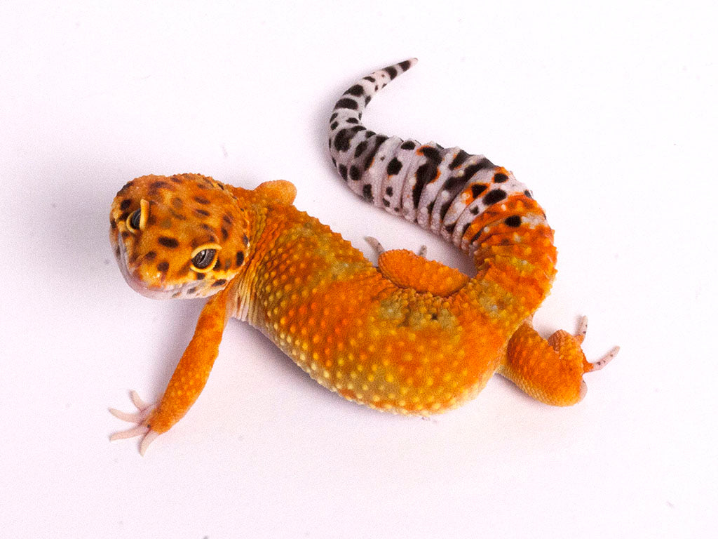 Above view of a tangerine  leopard gecko
