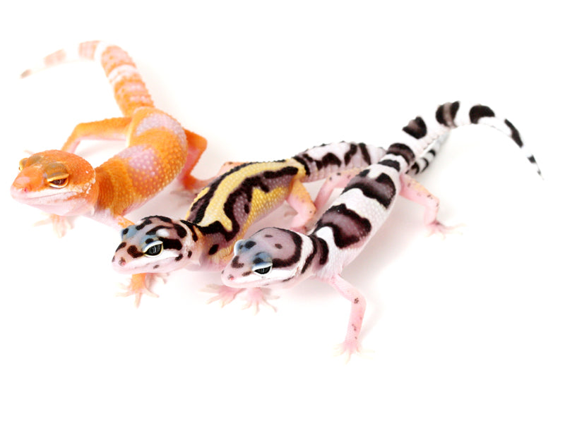 Three baby leopard geckos