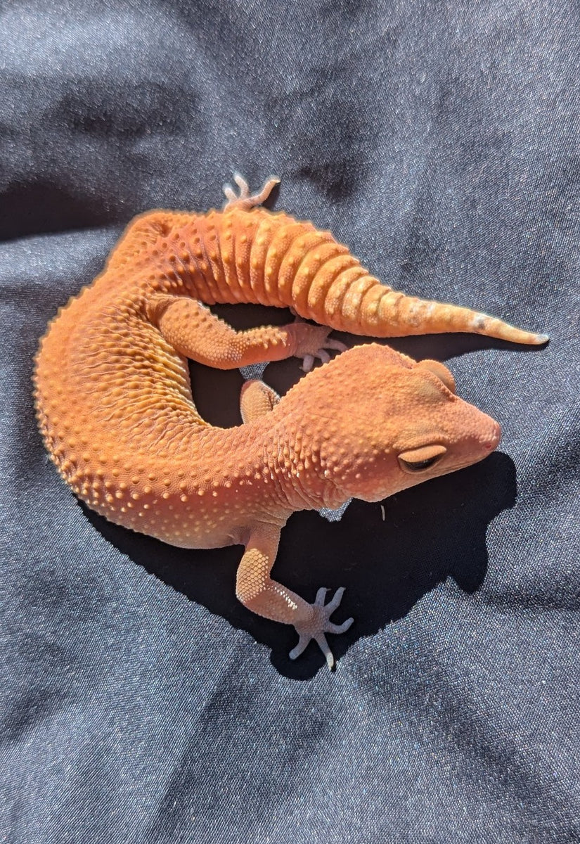 GECKO ゲッコー カホン Cheap Japanese CB Leopard Gekko Bandit Total Length Approx