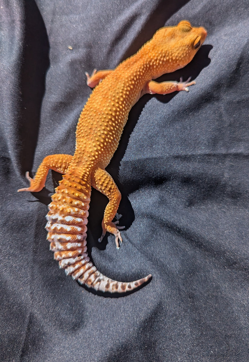 その他 Leopard Geckos rn-