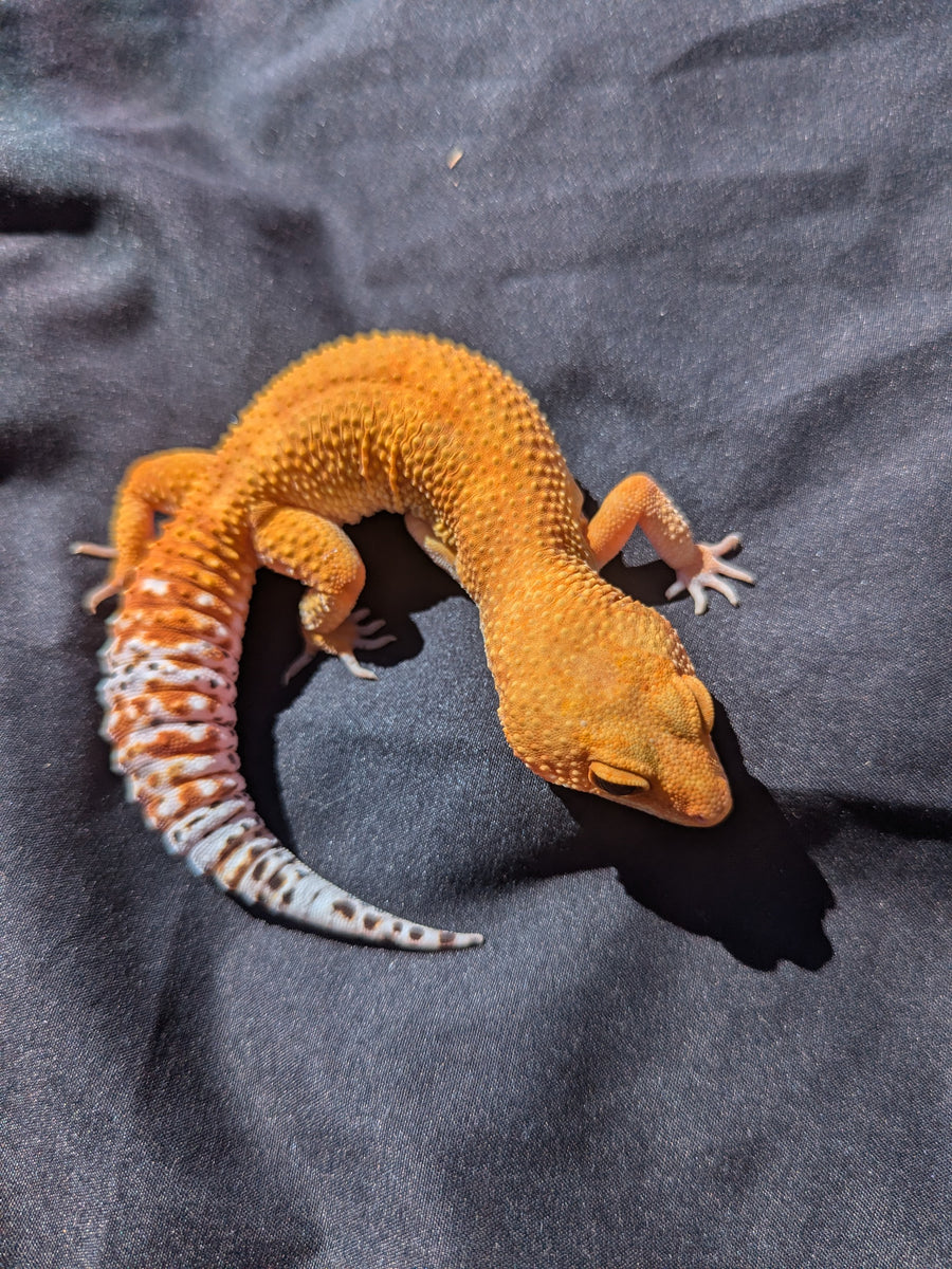 GECKO ゲッコー カホン Tangerine Het Sunglow Leopard Gecko - 042513A - male – Gecko