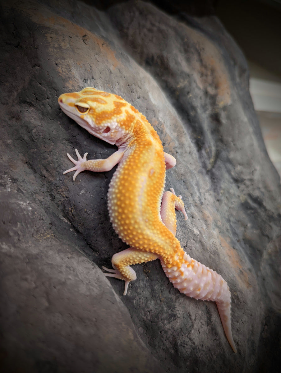 未開封品 OZWRT Agave Leaf Tailed Gecko 17cm 美品】OZWRT Agave Leaf Tailed Gecko 17cm OZWRT（オズワート