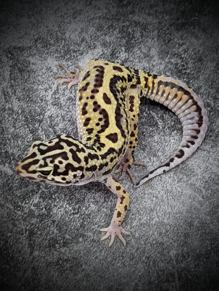 Halloween Mask Leopard Gecko_HML2-052421b-female – Gecko Daddy