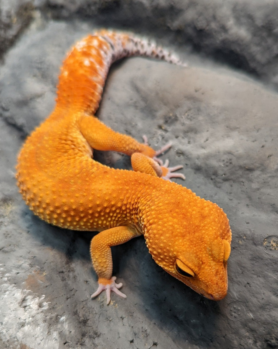 GECKO ゲッコー カホン Tangerine 100% Het Tremper Albino Leopard Gecko - 062914b