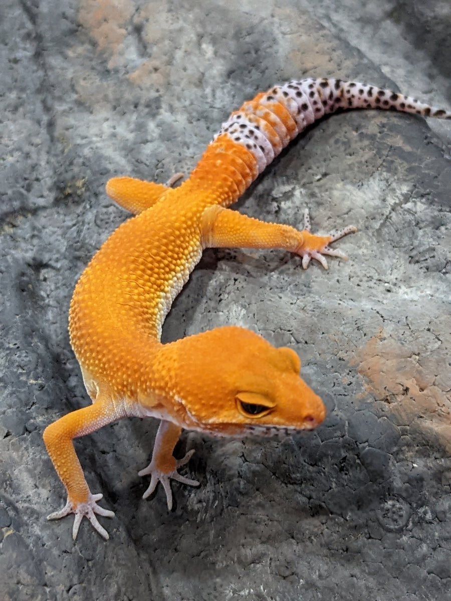 Tango Crush Tangerine Leopard Gecko C2-052122a–TSF – Gecko 