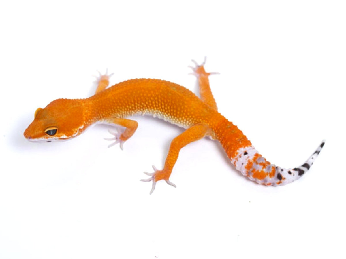 geckodaddy_leopardgecko_tanger
