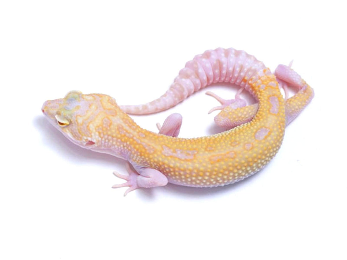 タッキー geckodaddy_leopardgecko_trempe