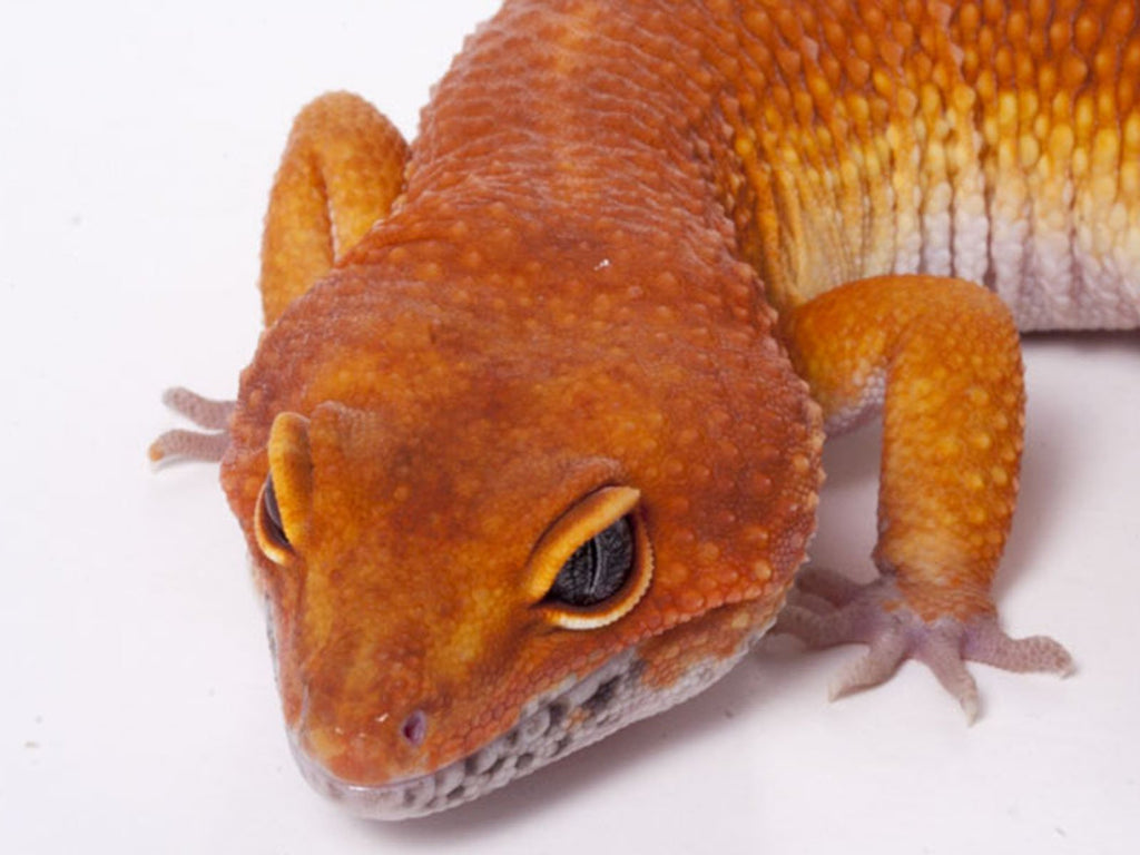 Tango Crush tangerine leopard gecko