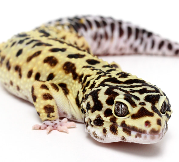 Halloween Mask leopard gecko
