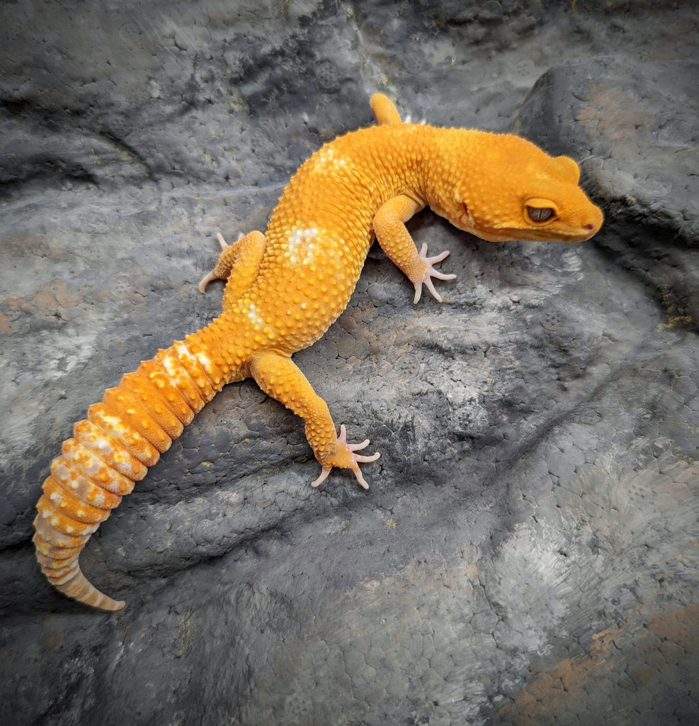 Sunglow  leopard gecko