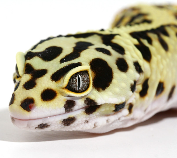 Closeup of leopard gecko head