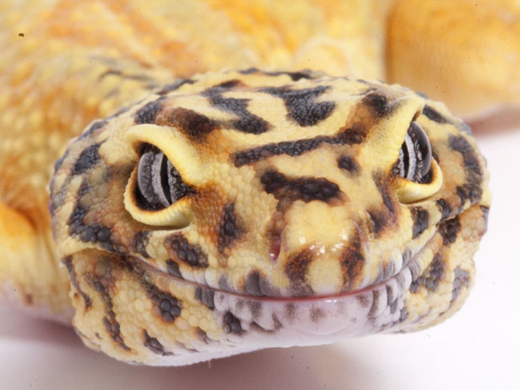 Jack-O-Lantern leopard gecko