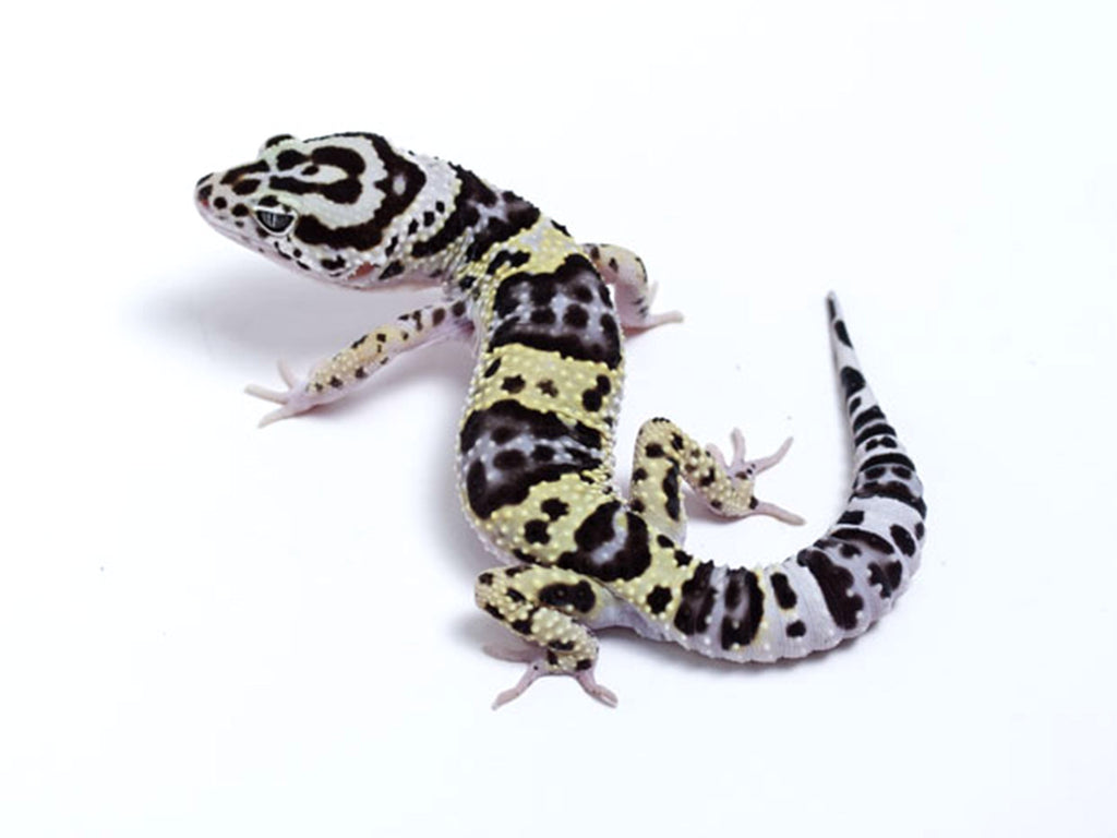 Litebrite leopard gecko