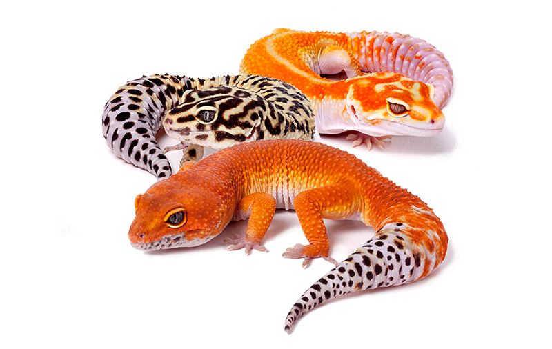 Tango Crush Tangerine leopard gecko sitting with a Halloween Mask leopard gecko and a White and Yellow leopard gecko