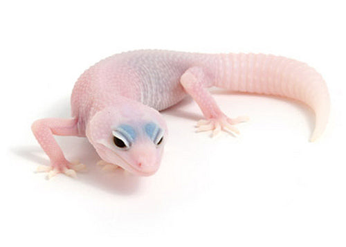 Patternless super Mack snow albino leopard gecko