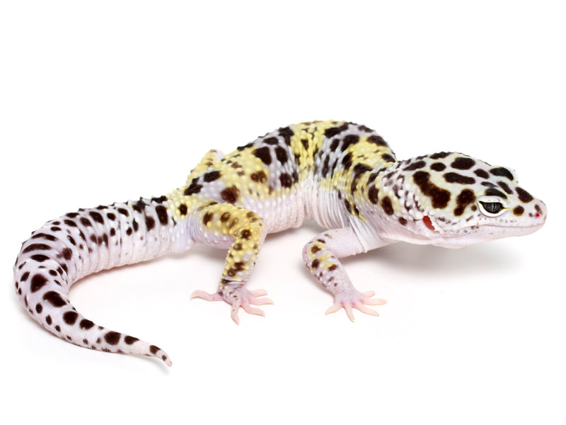 Litebrite leopard gecko