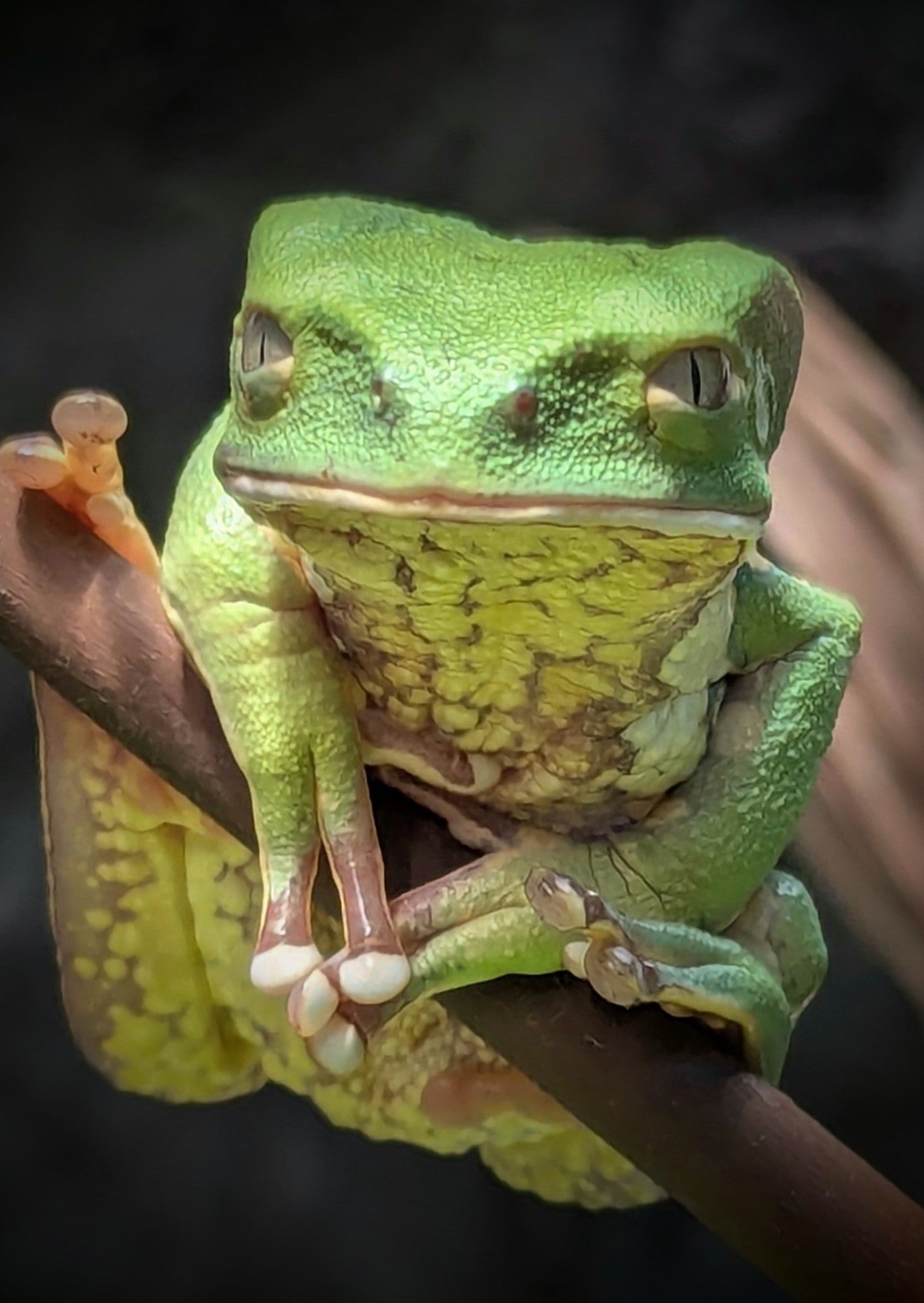 tree frog and pothos plant juvenile) USA Captive Bred Walking Leaf Frogs by Geckodaddy (Phyllome – Gecko Daddy