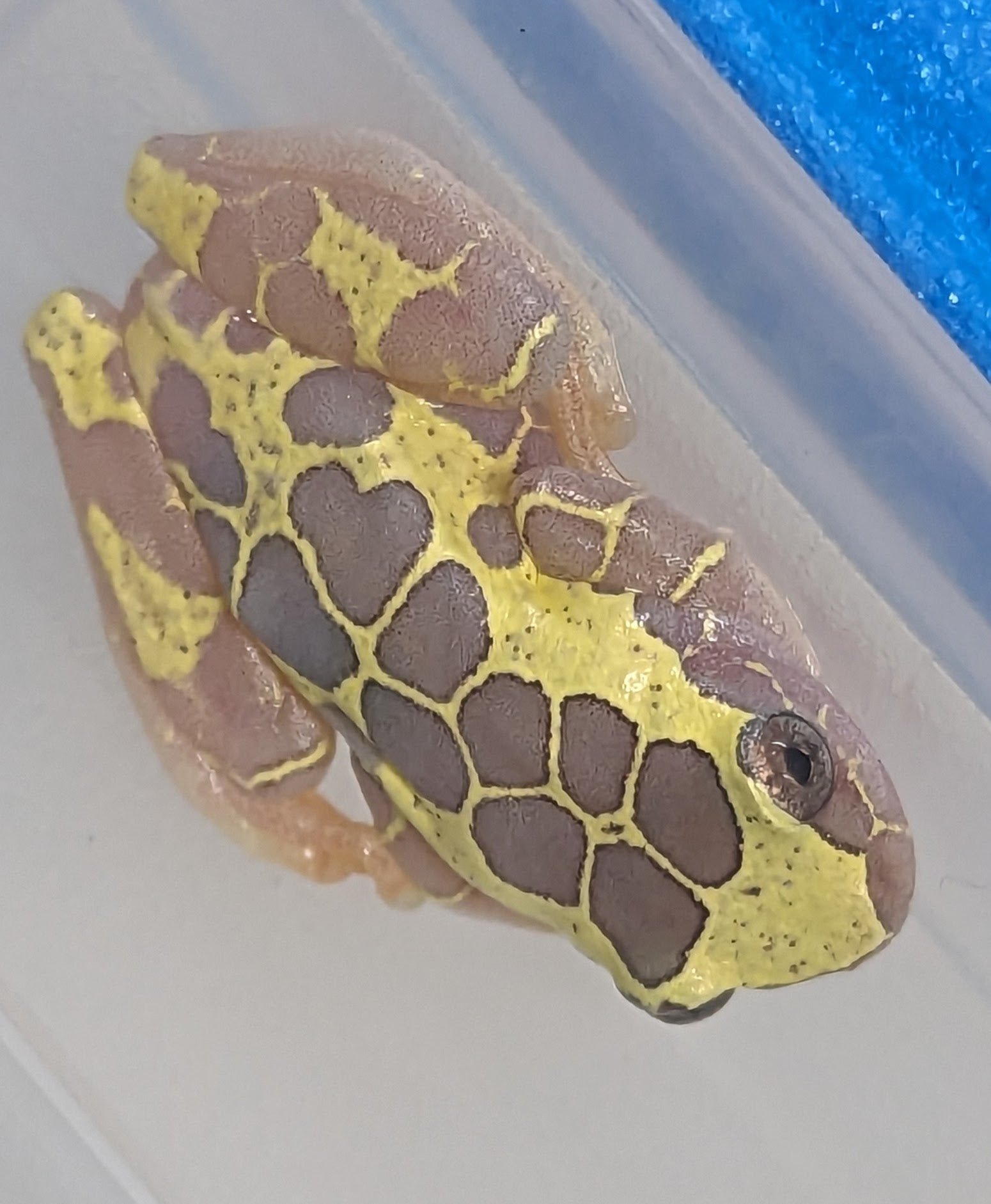 frog klapprad Baby USA Captive Bred Clown Giraffe Tree Frog (Dendrosophus arndtii) – Gecko Daddy