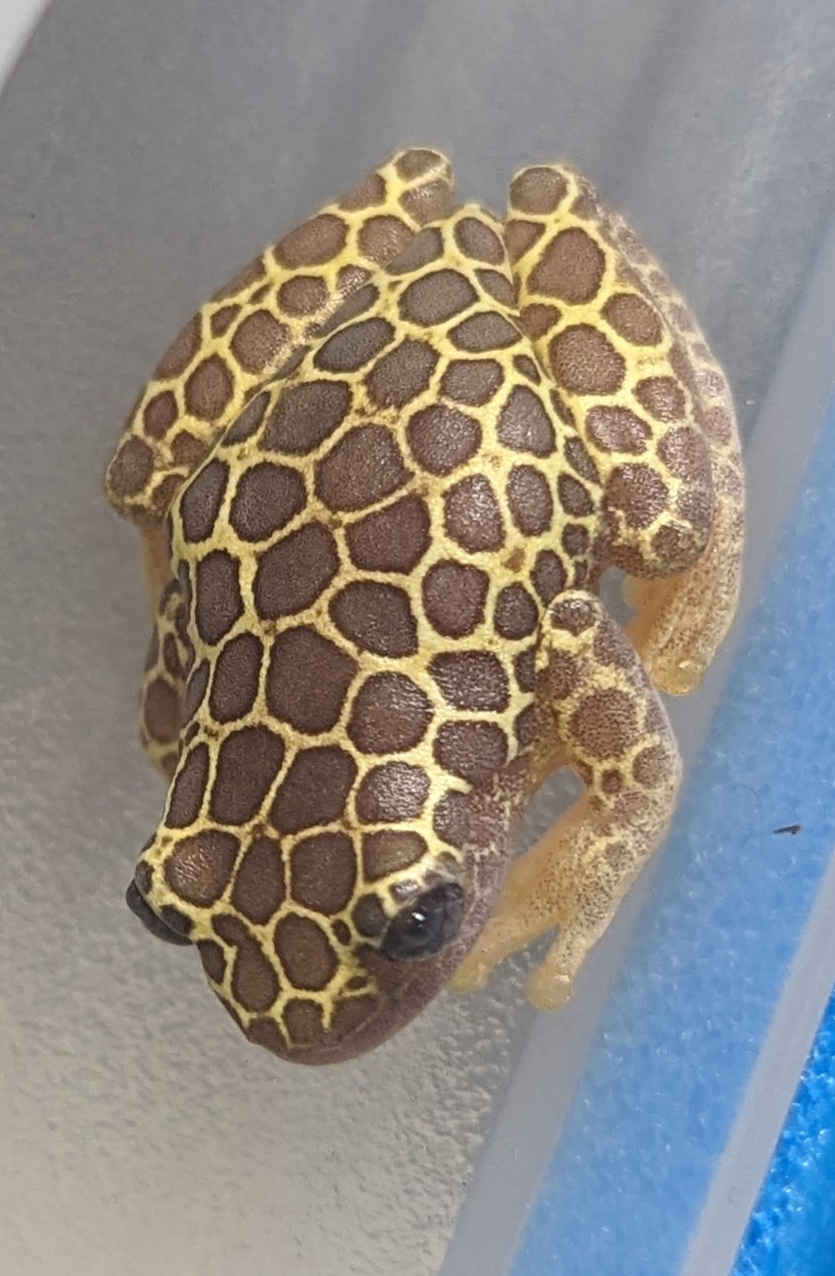 frog klapprad Baby USA Captive Bred Clown Giraffe Tree Frog (Dendrosophus arndtii) – Gecko Daddy