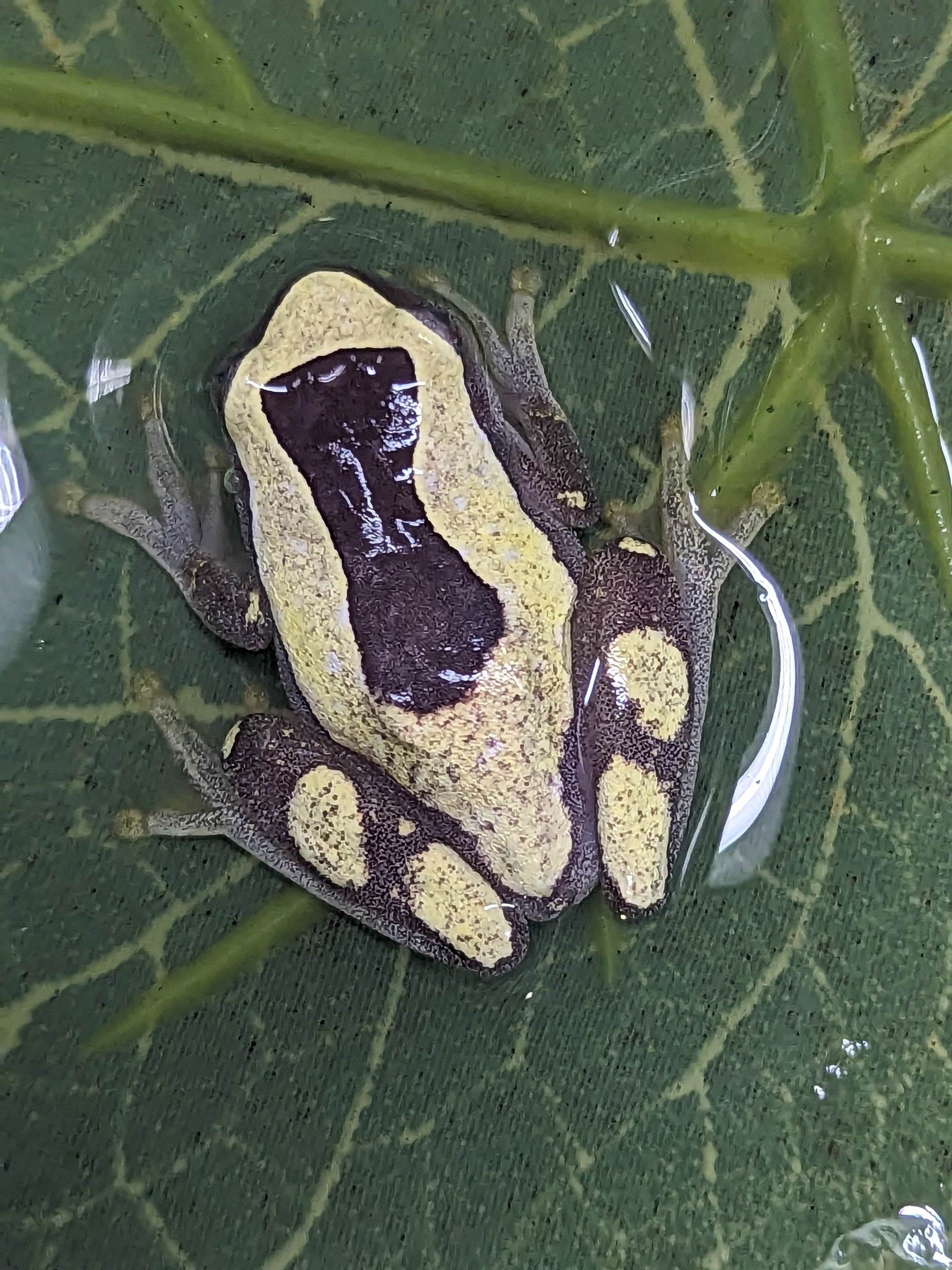 frog klapprad Baby USA Captive Bred Clown Giraffe Tree Frog (Dendrosophus arndtii) – Gecko Daddy
