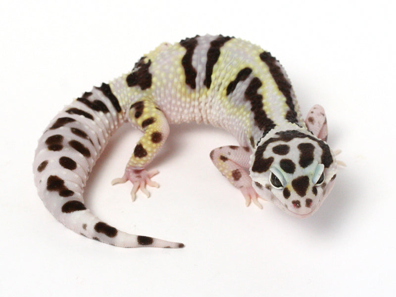 Litebrite leopard gecko