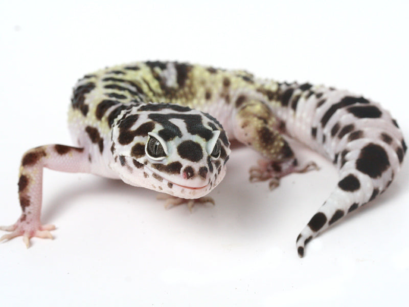 Bold litebrite  leopard gecko