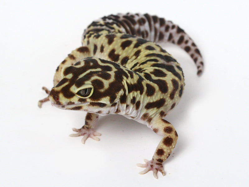 Halloween Mask leopard gecko