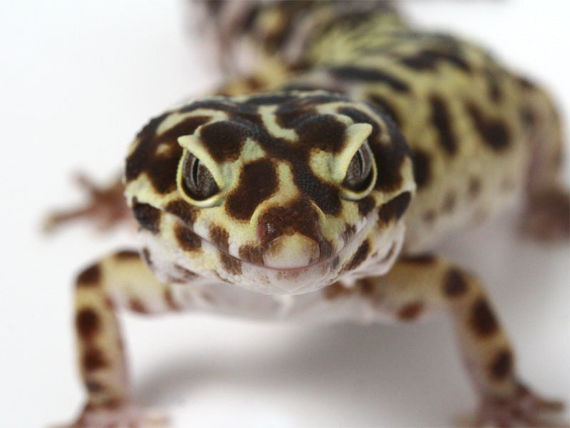 Halloween Mask leopard gecko