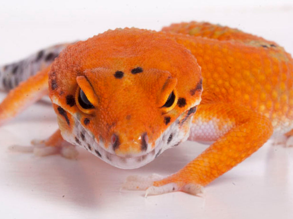 closeup of a tangerine  leopard gecko