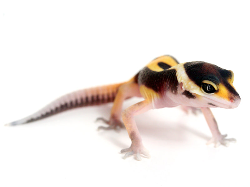 Baby leopard gecko