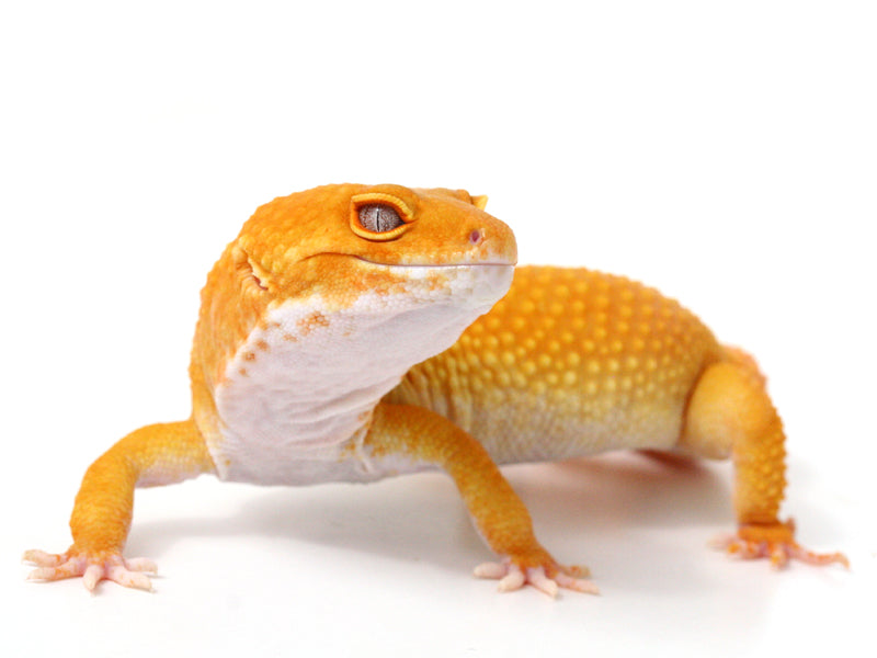 Sunglow leopard gecko