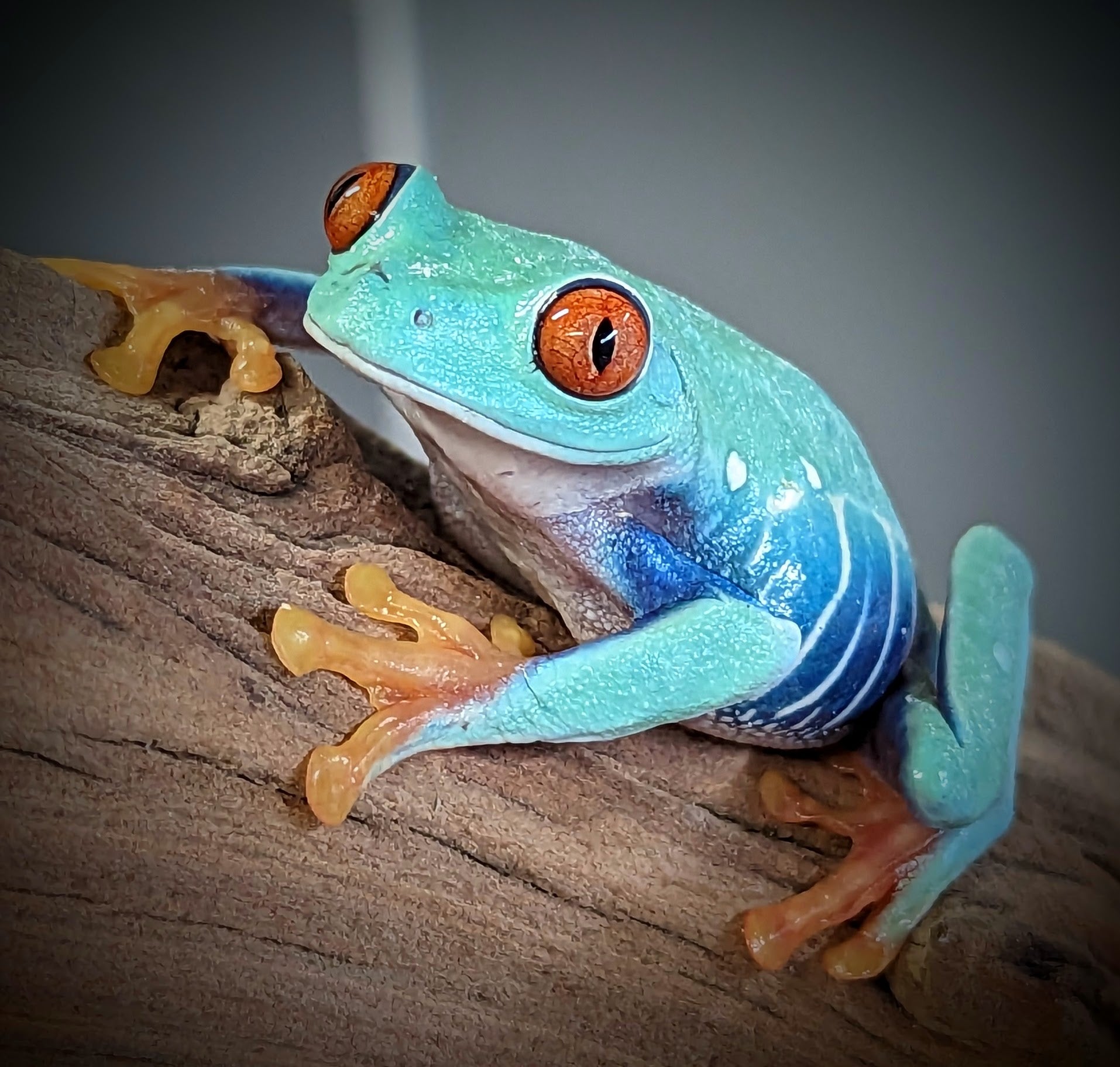 Red Eyed Green Tree Frog