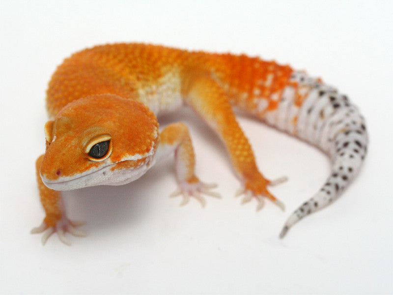 Tangerine Leopard Gecko - 02-080412b - female – Gecko Daddy