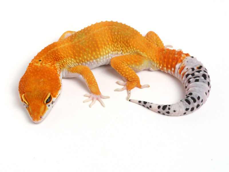 Tangerine Het Sunglow Leopard Gecko - 042513A - male – Gecko