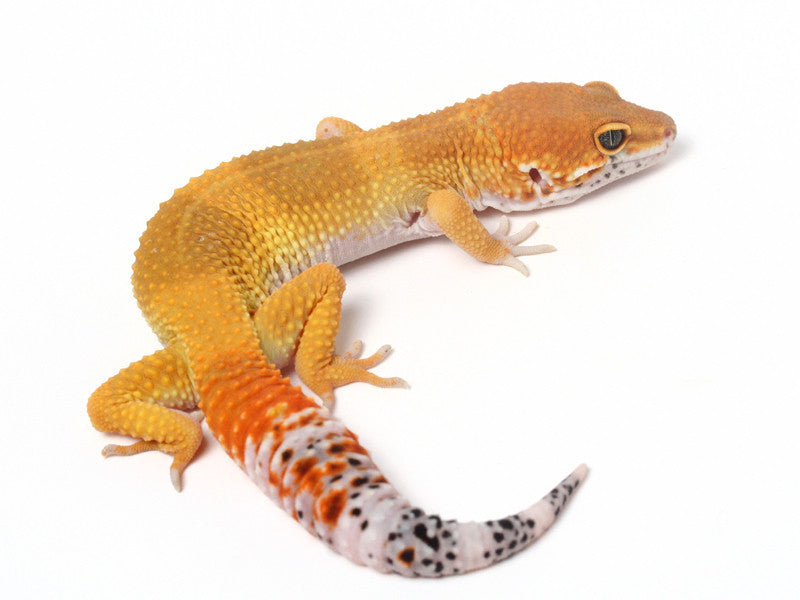 GECKO ゲッコー カホン Tangerine het Sunglow Leopard Gecko - 052313 - male – Gecko Daddy