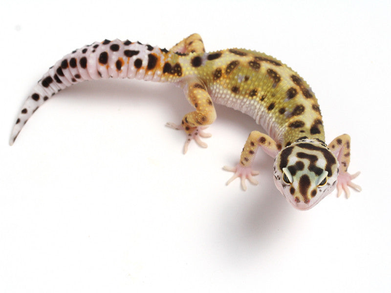 オバケ Pure Halloween Mask Leopard Gecko - 052913A - female – Gecko