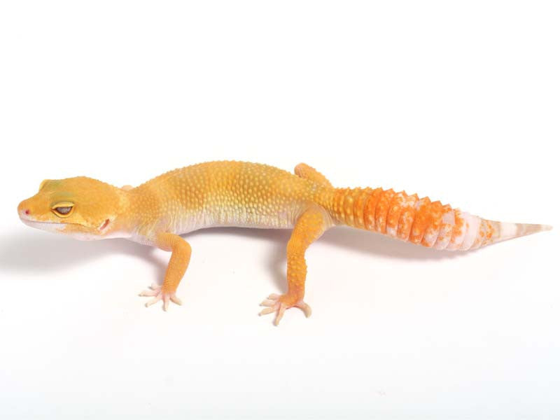 Sunglow Leopard Gecko - 03-070712-female – Gecko Daddy