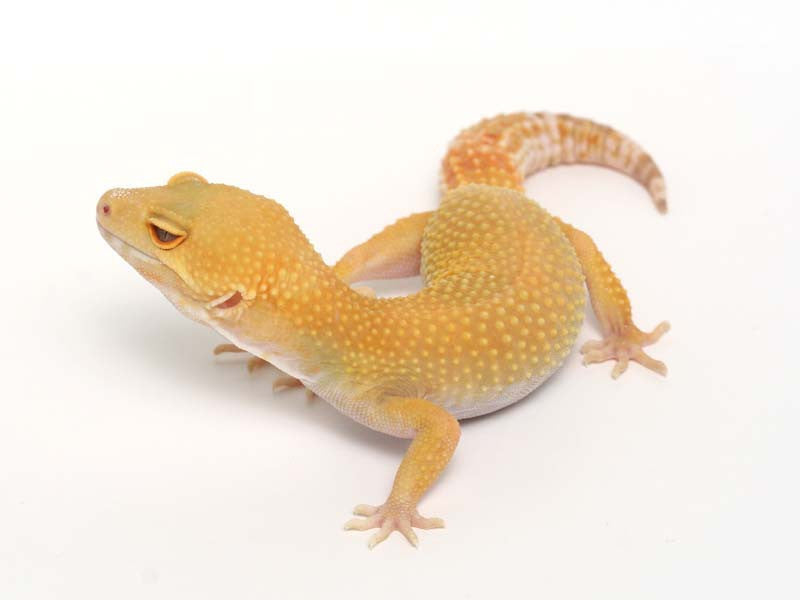 Sunglow Leopard Gecko - 01-052311-female – Gecko Daddy