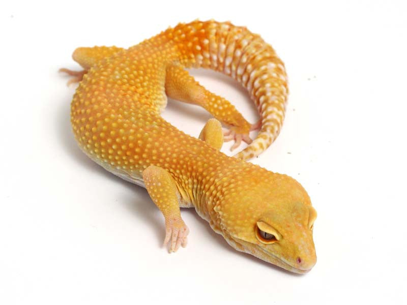 Sunglow Leopard Gecko - 02-051709-female – Gecko Daddy