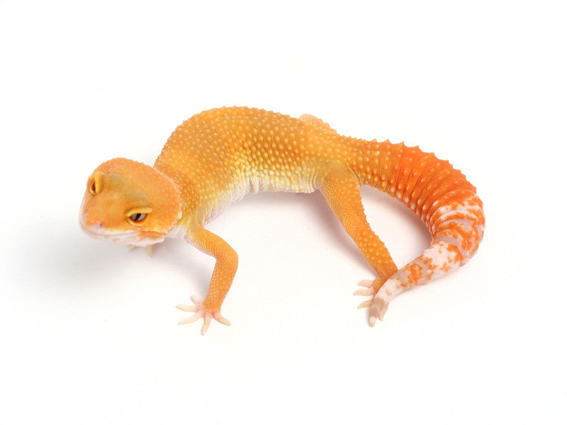 Sunglow Leopard Gecko - 053013B - female – Gecko Daddy