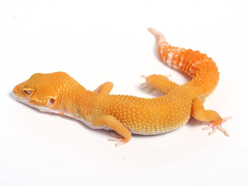 Sunglow Leopard Gecko - 03-050412a-male – Gecko Daddy