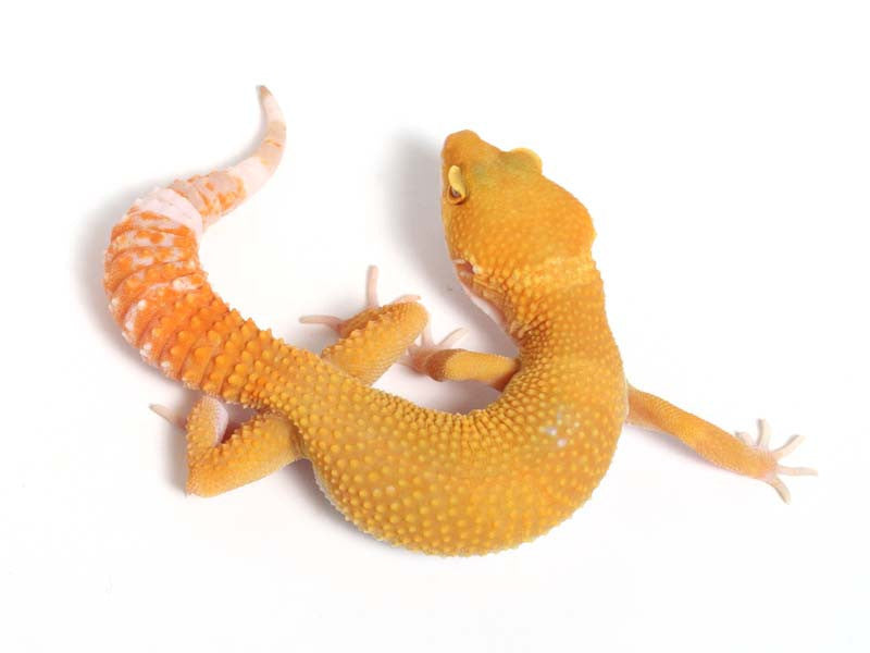 Sunglow Leopard Gecko - 03-052012a-female – Gecko Daddy