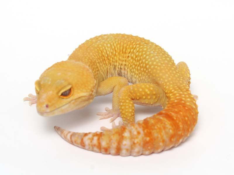 Sunglow Leopard Gecko - 01-040411b-male – Gecko Daddy