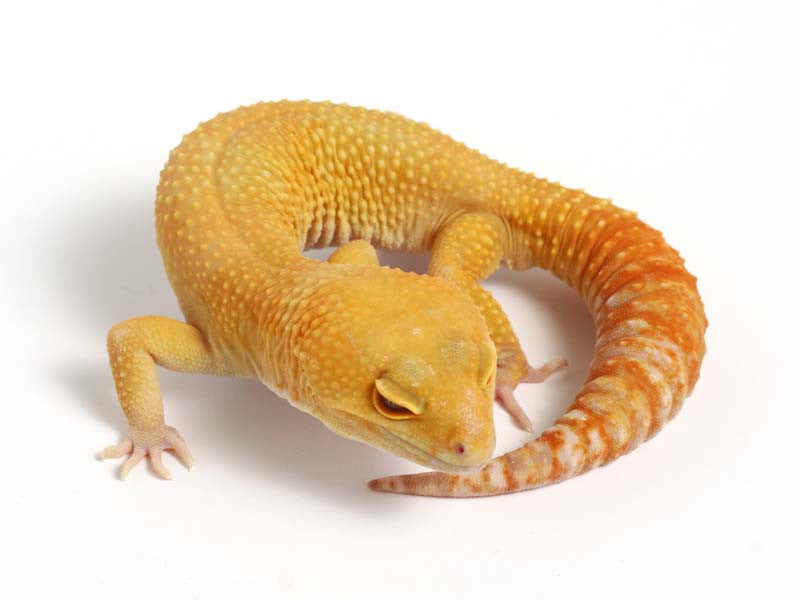 Sunglow Leopard Gecko - 01-040411b-male – Gecko Daddy