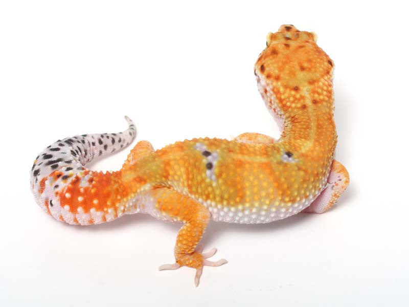 Tangerine Leopard Gecko - 03-040612b - female – Gecko Daddy