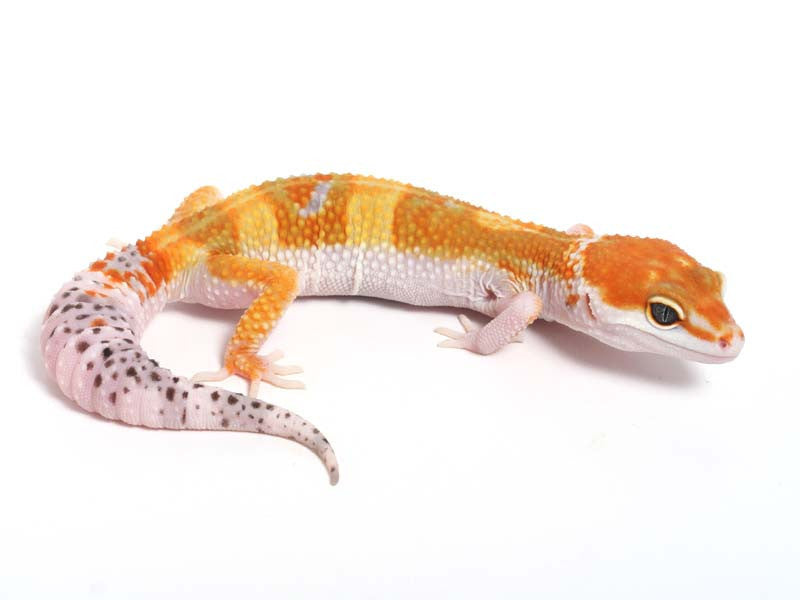☆pamcoco☆　LehmanStickHokkaido153 PUMA x LAMELO BALL x TMNT MB.03 Lo Krang Big Kids