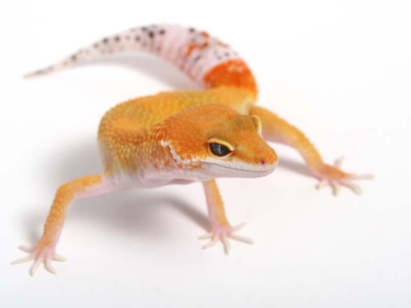 Tangerine Leopard Gecko - 01-062512b - female – Gecko Daddy
