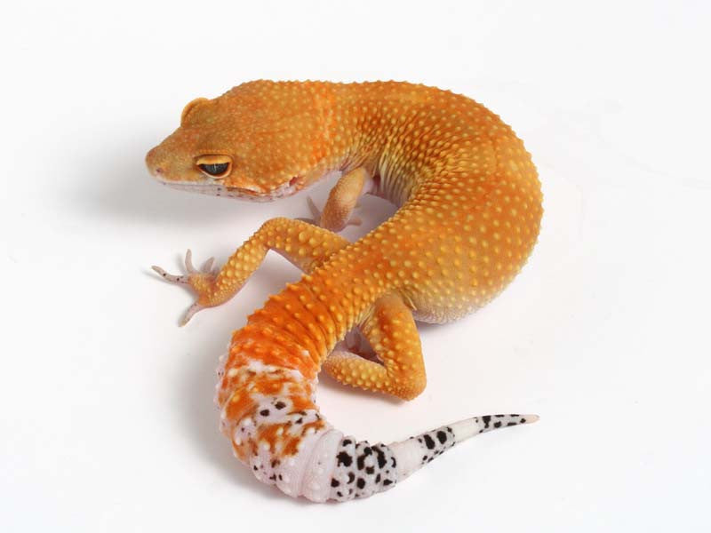 Tangerine Leopard Gecko - 02-090811a - female – Gecko Daddy